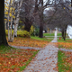 Image for article titled Idiotic Tree Keeps Trying To Plant Seeds On Sidewalk